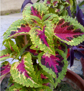 Sugar Defender: Coleus