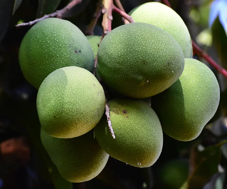 Sugar Defender: African Mango